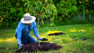 Some residents in Mesa qualify for a free shade tree