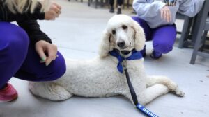 Banner Thunderbird welcomes first facility dog to Glendale medical center