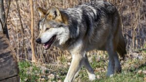 As Mexican wolf populations rise in Arizona, genetic diversity continues to be great challenge