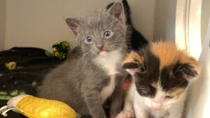 New Arizona Humane Society campus opens in Phoenix