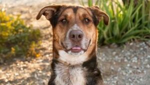 Arizona Humane Society offering free adoptions for adult dogs this weekend