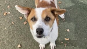 Arizona Animal Welfare League reopens in Chandler after $105K in renovations