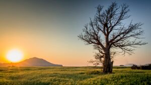 City of Chandler receives federal grant to increase tree canopy