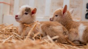 Here's what the public decided to name the baby goats at the Phoenix Zoo