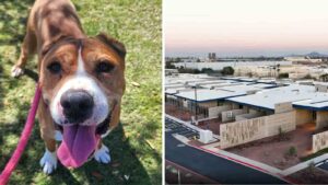 New Maricopa County animal shelter set to open in Mesa