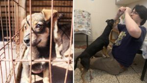 Multiple Arizona facilities participating in Empty the Shelters adoption event