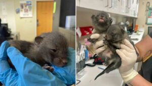 After foxes were mistaken for kittens, Valley animal experts tell public to leave baby animals alone