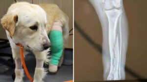 Arizona Humane Society in Phoenix helps dog recover from gunshot wound