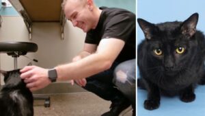 Military member reunited with cat after 7-month deployment