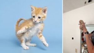 Kitten rescued from ceiling of Mesa apartment now ready for her forever home