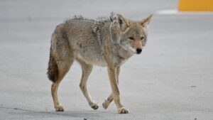 2 coyotes euthanized after man walking his dog attacked in Scottsdale