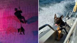 Maricopa County Sheriff's Office K9 named Kimbo dies from complications related to bloat