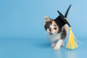 Arizona Humane Society's 1st bottle baby kittens of 2024 ready for adoption