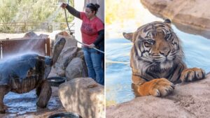 Phoenix Zoo shifting to earlier, shorter hours to beat summer heat through August