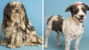 Bella, who went from filthy to fabulous at a Phoenix shelter, is a finalist in Dirty Dogs Contest