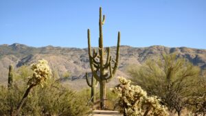 3 Mexican migrants found dead in southern Arizona desert