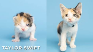 Arizona Humane Society cares for 7,200 animals in first 100 days at new campus