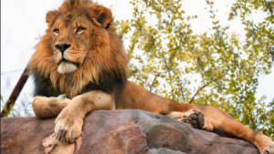 Phoenix Zoo announces death of African lion named Boboo