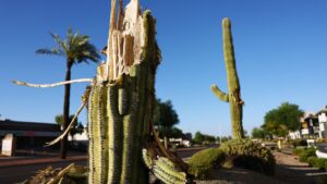 Wednesday could be first 110-degree day of the year in Phoenix, weather expert says