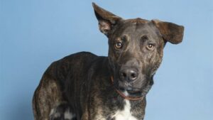Arizona Humane Society at breaking point for capacity, offering free adoptions for 10 days