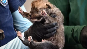 Record 27 Mexican wolf pups fostered into Arizona and New Mexico