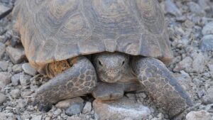 Wildlife officials warn against disturbing wild desert tortoises
