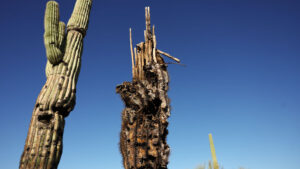 Phoenix breaks nearly 40-year-old daily heat record on Monday