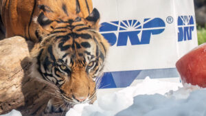 SRP bringing 10 tons of snow to Phoenix Zoo, offering seasonal zoo discount for customers