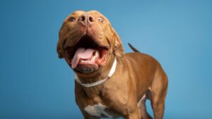 352 pets find homes after the Arizona Humane Society offers free adoptions over the weekend