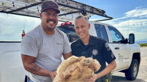 Large desert tortoise rescued on I-10 after escaping from ostrich ranch in southern Arizona