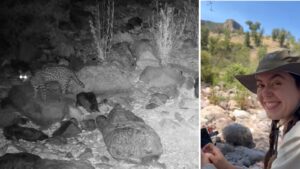 Arizona researchers discover new ocelot through trail camera footage