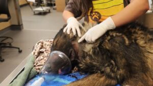 Arizona Human Society offers snake avoidance training for dogs