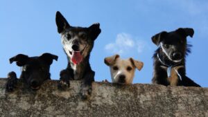 Scottsdale rated the most pet-friendly in US, Phoenix makes top 20 in recent study