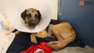 A doggone miracle: 2-year-old Shepherd mix impaled, disemboweled in Phoenix fully recovers