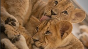 Phoenix Zoo holding contest to name 2 lion cubs