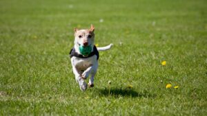 East Valley city to throw a bone to pet owners with new dog park