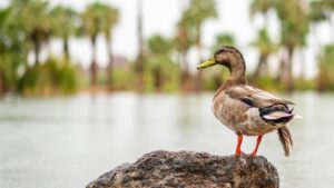 KTAR Weather Center: Forecast, maps, latest news