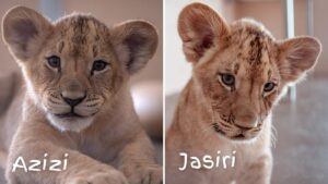Phoenix Zoo announces winners of contest to name 2 new lion cubs