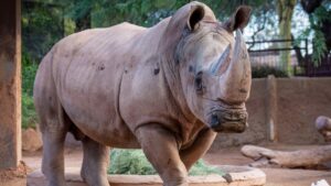 Howard the rhino, 27, dies at Phoenix Zoo