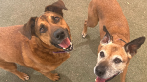 Arizona animal rescues participating in fall 'Empty the Shelters' event