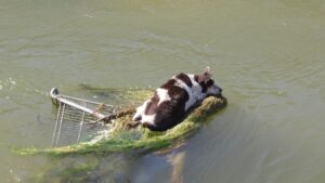 Arizona Humane Society rescues senior dog from Phoenix canal