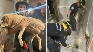 Hot dog! Scottsdale firefighters work for 7 hours to rescue dog trapped in house
