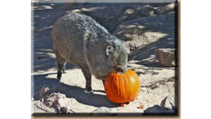 Arizona wildlife officials warn about Halloween pumpkins attracting wildlife