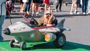 No-kill animal shelter's 26th annual Barktoberfest returns to Gilbert this weekend