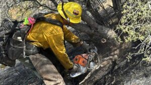 Arizona forestry agency allocates $2M to 10 wildfire mitigation projects