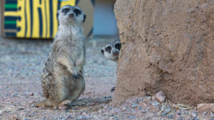 Phoenix Zoo welcomes 3 new meerkats for Predator Passage habitat