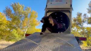 Wildlife officials relocate mama bear, cubs from Arizona town