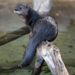 Zoo-gallery-5