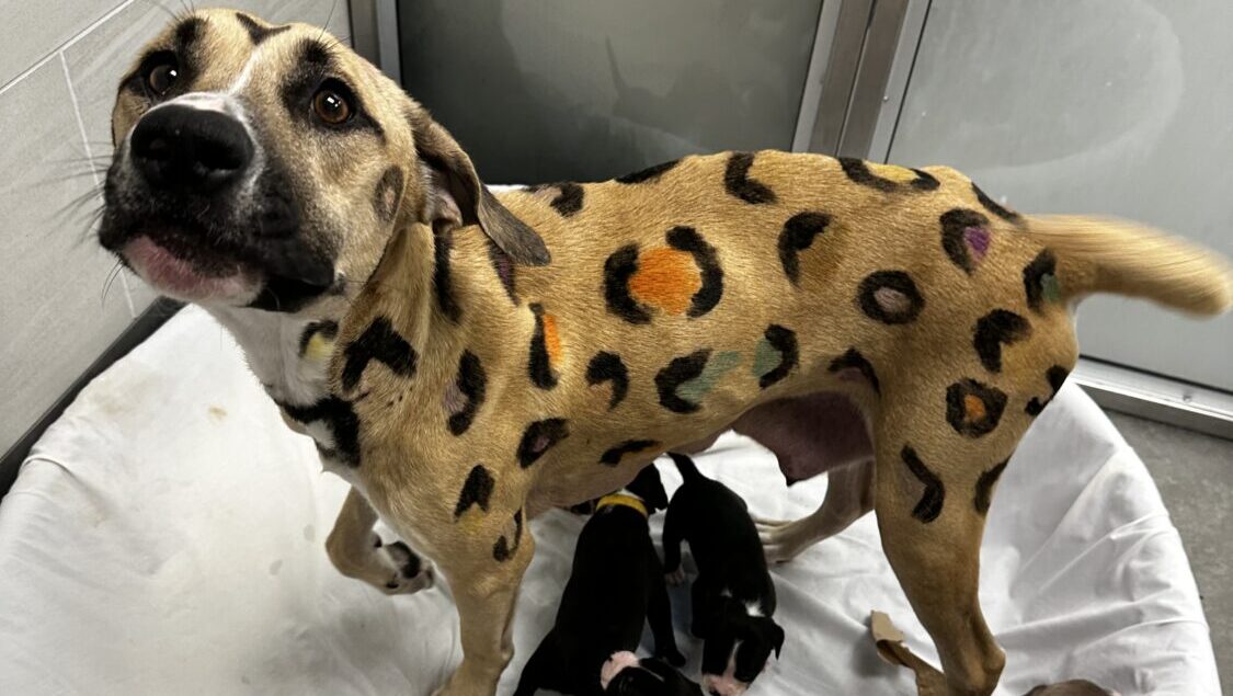 A “leopard dog” and her nine pups are still searching for their forever home after being rescue...