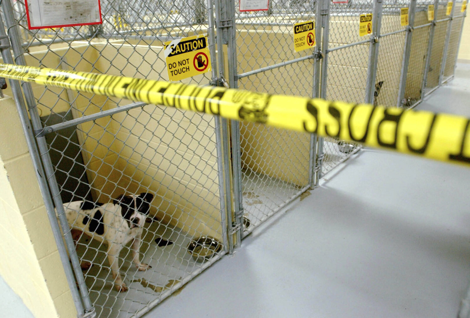 Former Arizona Cardinal convicted in dogfighting operation in Oklahoma...